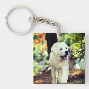 Hund, Pet, Hund