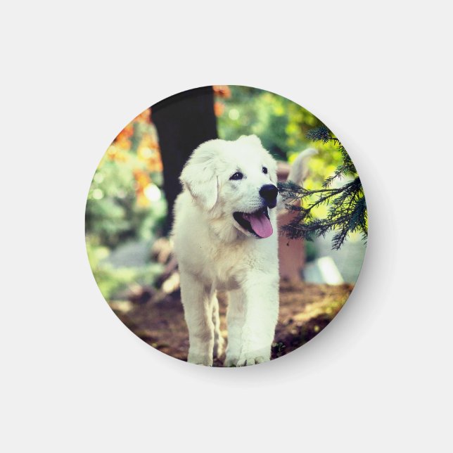 Hund, Pet, Hund Magnet (Framsidan)
