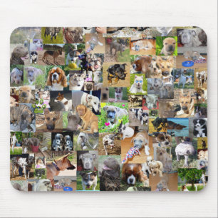 Hund Photo Collage Musmatta