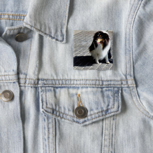 Hund Photo Knapp