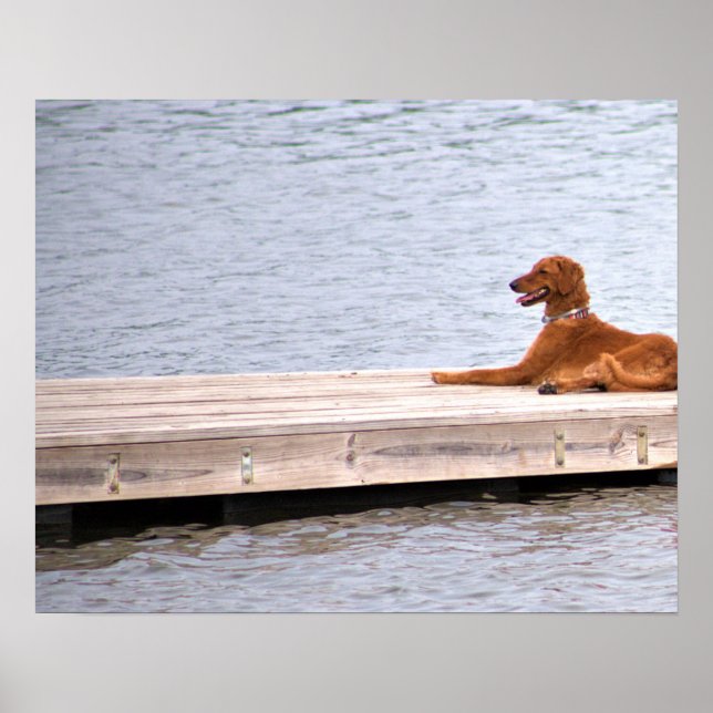 Hund Photo Poster (Framsidan)