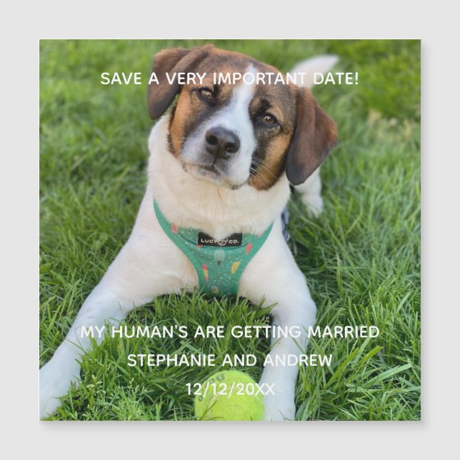 Hund Photo Save Date Förlovning Card Magnet (Framsida)