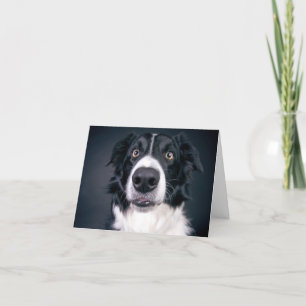 Hund Photo Valentines day från Hund-offert Helgkort