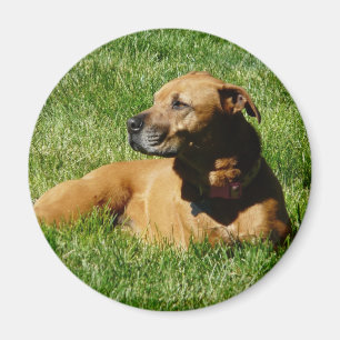 hund pitbull-/boxareblandning magnet
