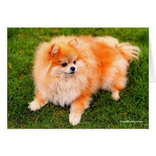 Hund Pommern Hälsningskort