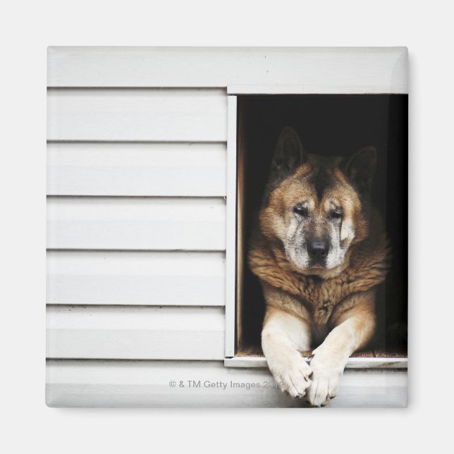 hund porträtt magnet (Framsidan)