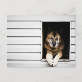 hund porträtt vykort