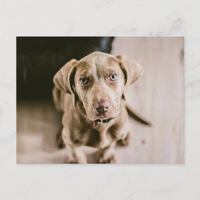 Hund porträtt vykort (Framsida)