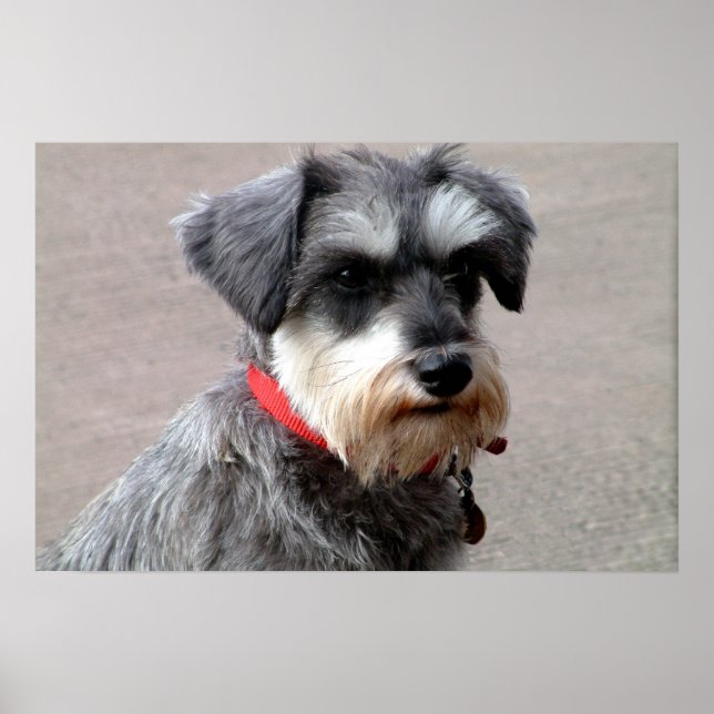 Hund Poster (Framsidan)