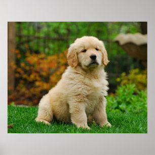 Hund Poster