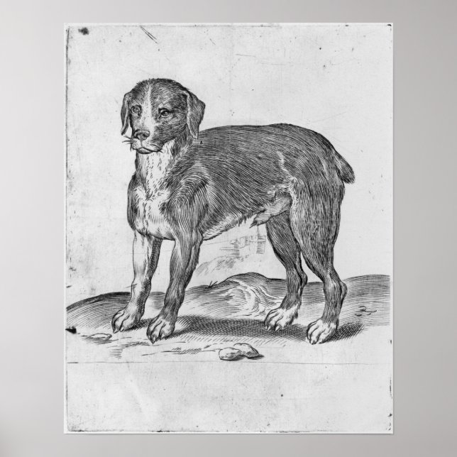 Hund Poster (Framsidan)