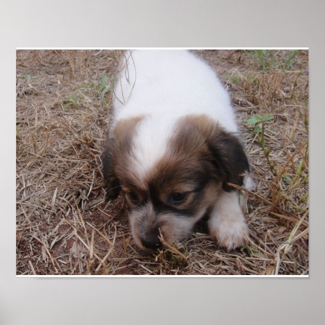 Hund Poster (Framsidan)