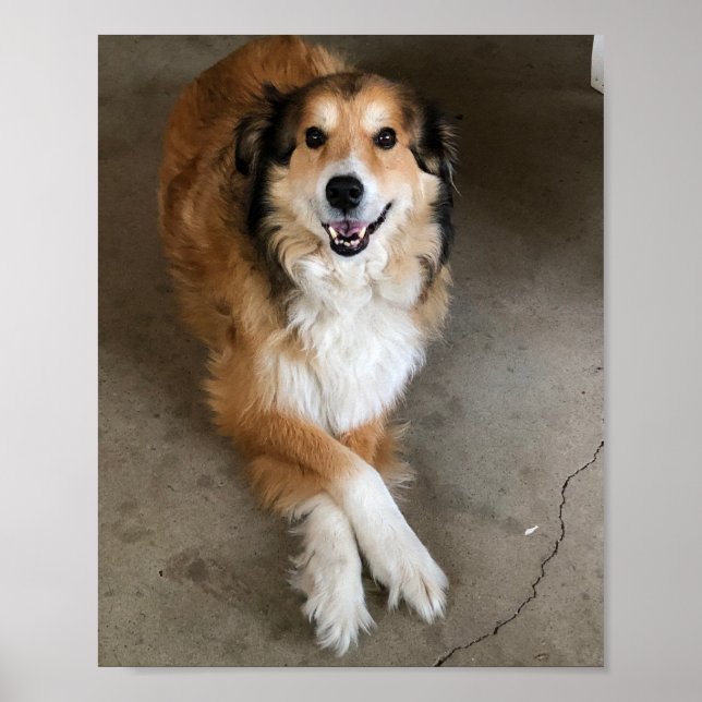 Hund Poster (Framsidan)