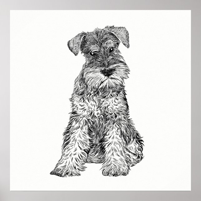 Hund Poster/Wall Art Schnauzer Poster (Framsidan)