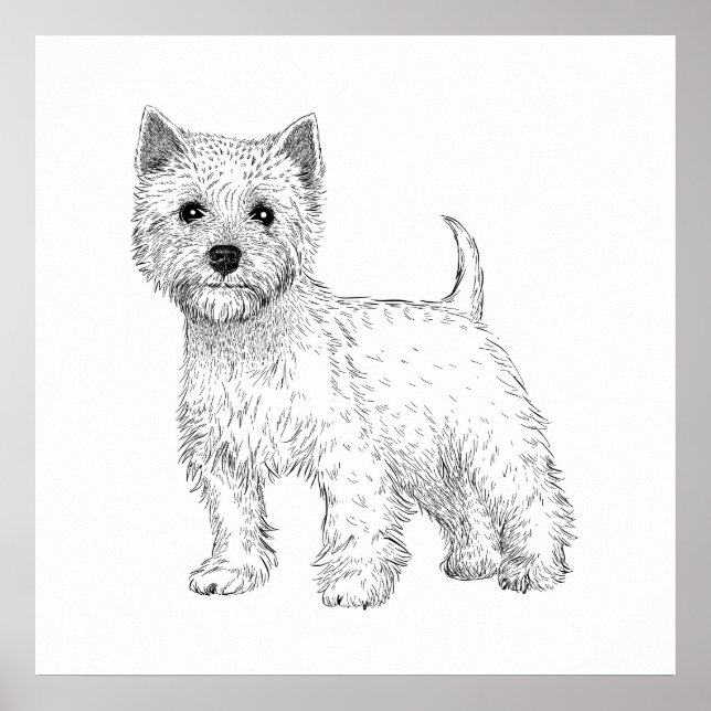 Hund Poster/Wall Art Väster Highland Terrier Poster (Framsidan)