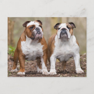 Hund-postkort för Kärlek-bulldog Vykort