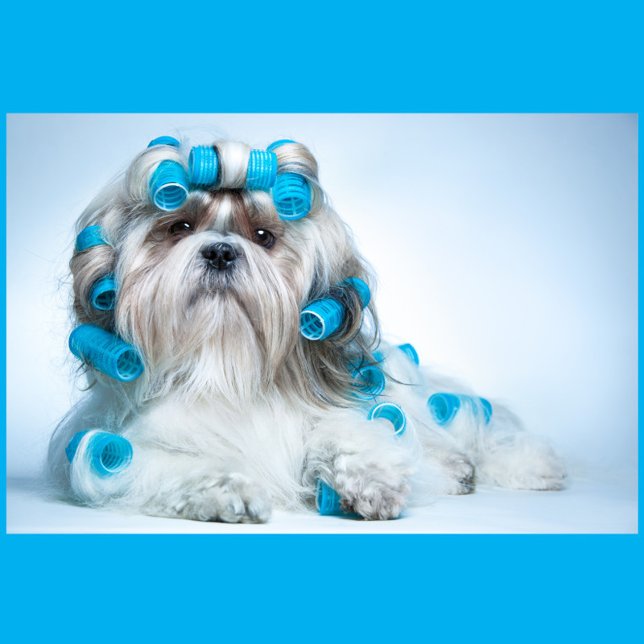 Hund Pussel (A Shih Tzu dog lying down, adorned with numerous blue hair rollers.)