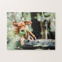 Hund Puzzes Animal Pic Cute Ledsen Puppy Puppy Pho
