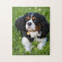 Hund Puzzes Animal Pic Cute Ledsen Puppy Puppy Pho Pussel