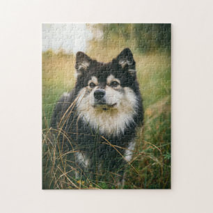 Hund Puzzes Animal Pic Cute Ledsen Puppy Puppy Pho Pussel
