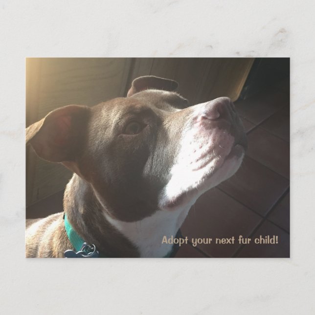 Hund Rädding Shelter Pets Vykort (Framsida)