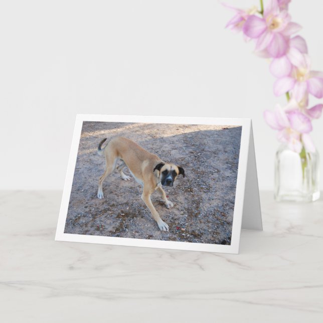 Hund redo att leka kort (Orkide)