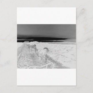 Hund redovisning vykort