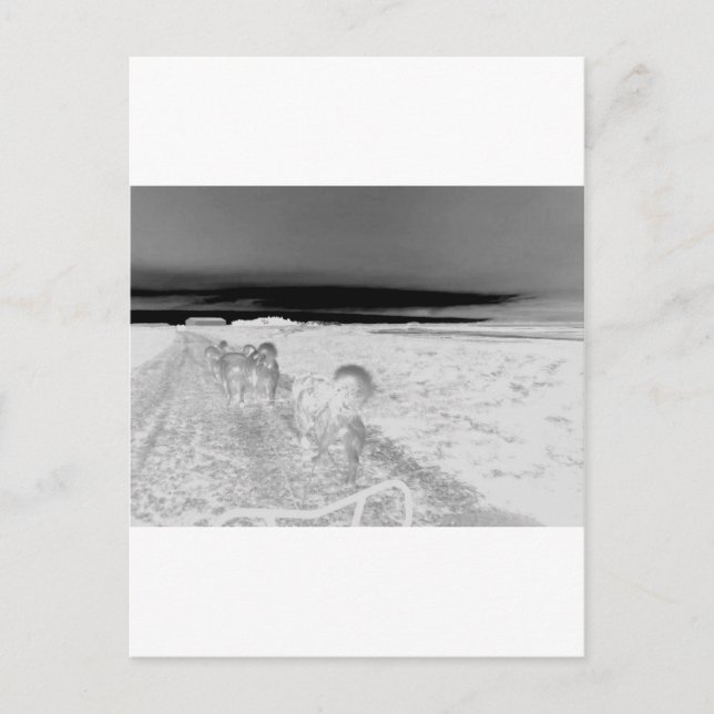 Hund redovisning vykort (Framsida)