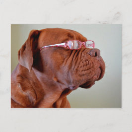 Hund Rosa Eyeglasses Vykort