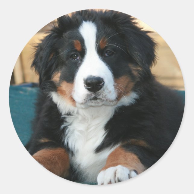hund runt klistermärke (Framsida)