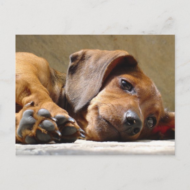 Hund saknas vykort (Framsida)