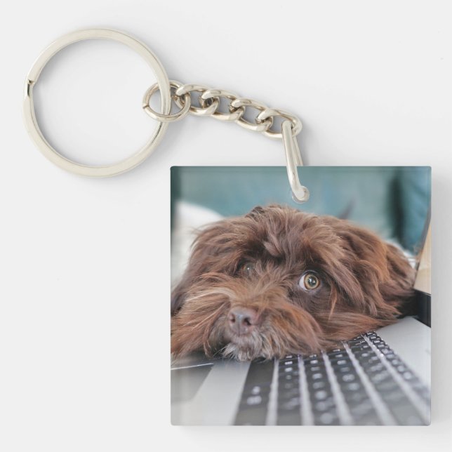 Hund, sällskapsdjur, inneslutning (Framsidan)