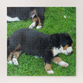 hund, sällskapsdjur, söt, djur, ras, pussel, valp, pussel