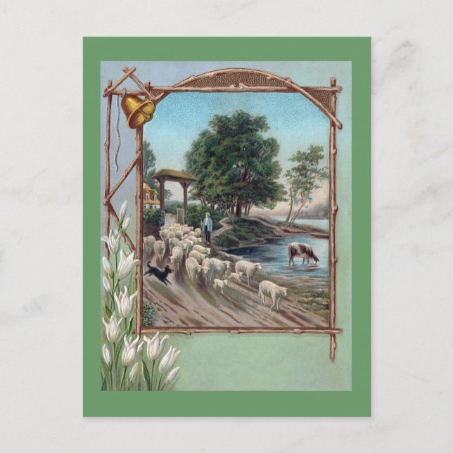 Hund Samlare Sheep Down Väg Vykort (Framsida)