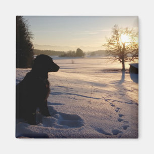 Hund Silhouette i Snowy Ligcape Magnet