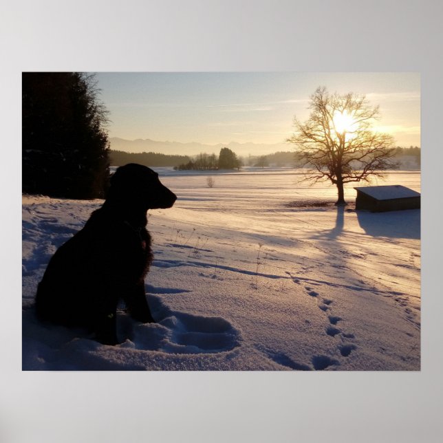 Hund Silhouette i Snowy Ligcape Poster (Framsidan)