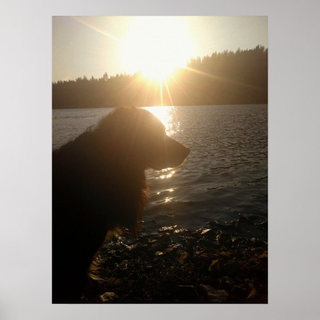 Hund Siluett vid Solnedgång Affisch (Framsidan)