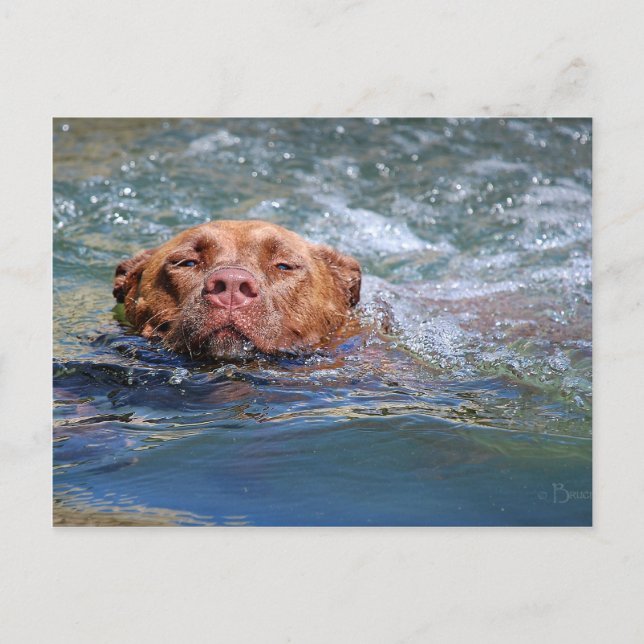 Hund Simning Vykort (Framsida)