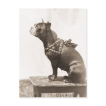 Hund Sits for A Bild