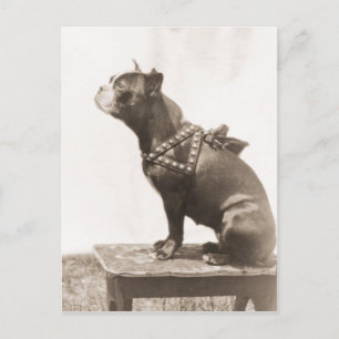 Hund Sits for A Bild Vykort