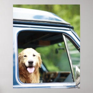 Hund Sitta i Car Poster