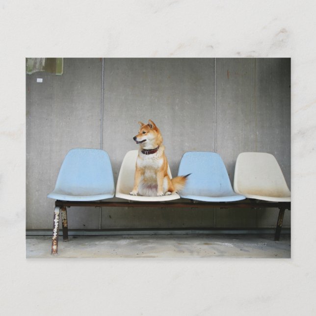 Hund sitta på bänk vykort (Framsida)