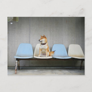 Hund sitta på bänk vykort