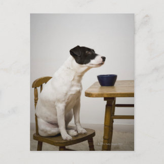Hund sitta på en stol framför en skål på vykort