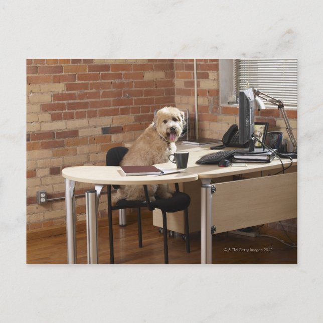 Hund Sitta vid Desk Vykort (Framsida)