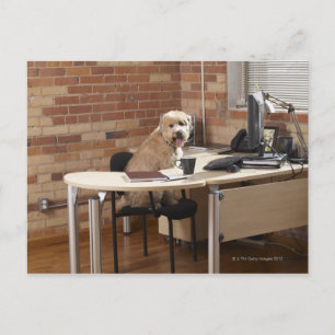 Hund Sitta vid Desk Vykort