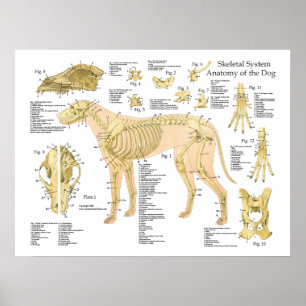 Hund Skeletal anatomi Poster 18 tum x 24 tum