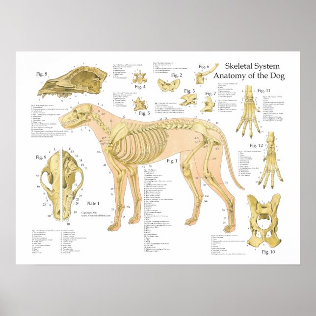 Hund Skeletal anatomi Poster 18 tum x 24 tum (Framsidan)