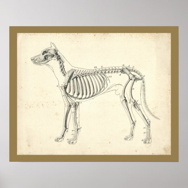 Hund Skeleton Bones Veterinary Anatomy Print Poster (Framsidan)