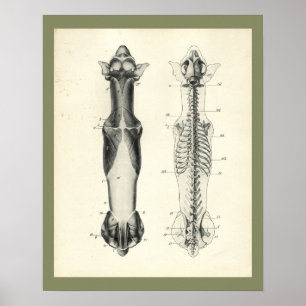 Hund Skeleton Spinal Column Muscles Anatomy Print Poster